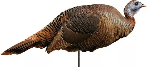 Montana Decoy Turkey Spring